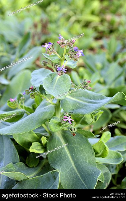 Caccinia macranthera glauca is a perennial herb native to Asia