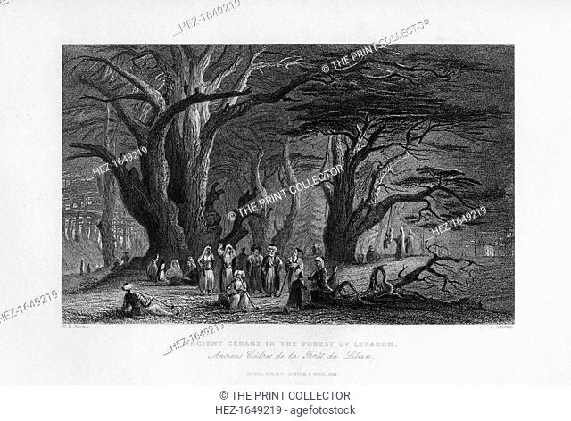 'Ancient Cedars in the Forest of Lebanon', 1841. Illustration from Syria, the Holy land and Asia Minor, Volume I, by John Carne
