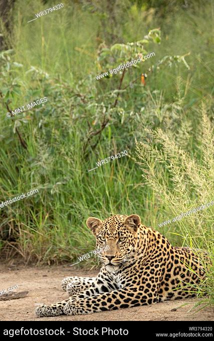 A male leopard, Panthera pardus, lying on the ground, direct gaze