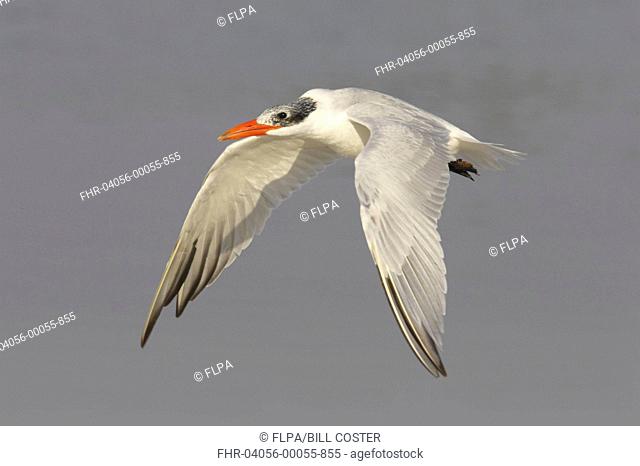 Caspian Tern Sterna caspia adult, winter plumage, in flight, Fort de Soto, Florida, U S A