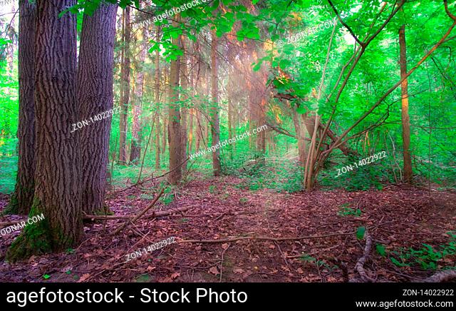Morning sun in a wild summer forest