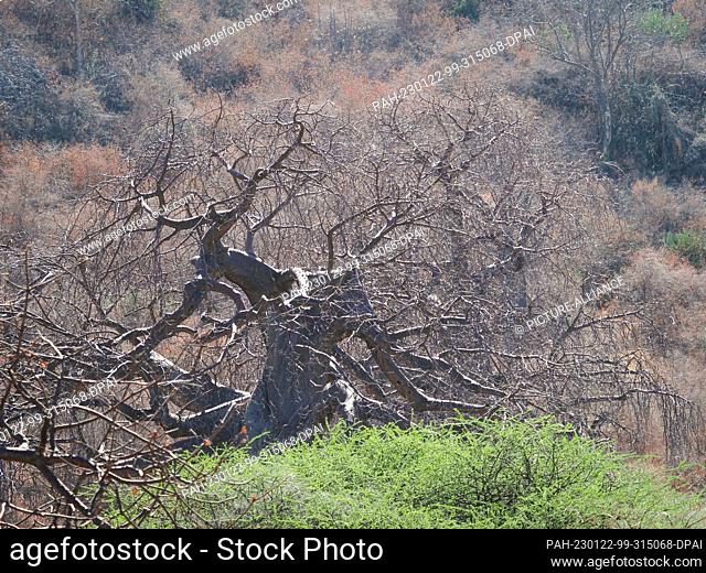 23 September 2022, Tanzania, Mto Wa Mbu: A dead tree stands on the shore of Lake Manyara National Park. The park in the north of the country with the soda lake...