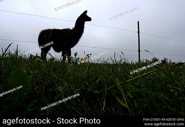 01 May 2021, Bavaria, Kaufbeuren: A llama stands in the pasture of a llama farm in front of a cloudy sky. May starts cool and rainy in the southwest of Bavaria