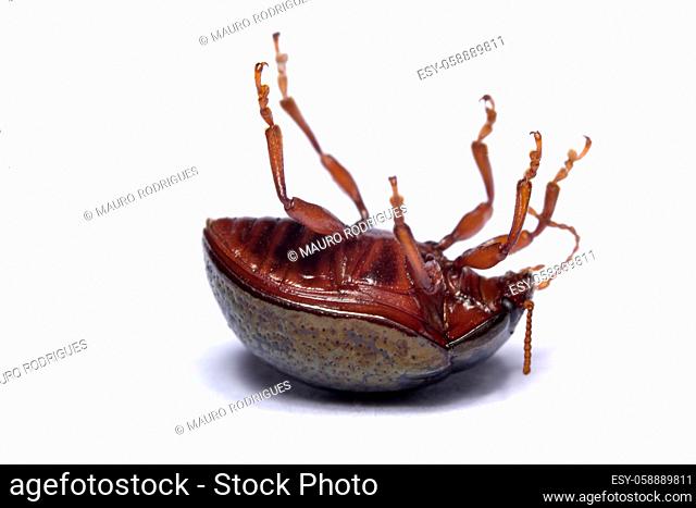 Close up view of a beetle bug flipped over isolated on a white background