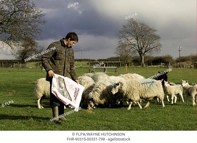 Sheep farming, shepherd holding bag of nuts, feeding ewes and lambs, Eppleby, County Durham, England