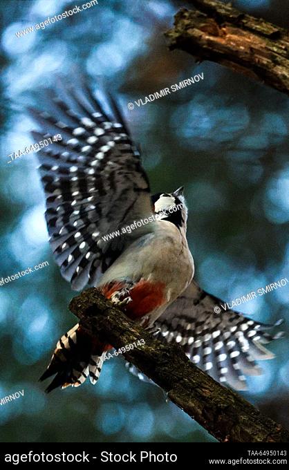 RUSSIA, IVANOVO REGION - NOVEMBER 18, 2023: A great spotted woodpecker is seen in flight at a pine tree in the vicinity of the town of Plyos in late autumn