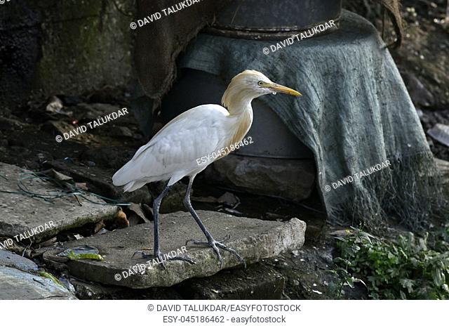 Egrets in the banks of Brahmaputra river
