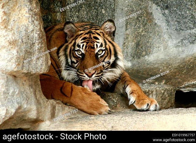 Tiger ruhend, Panthera tigris