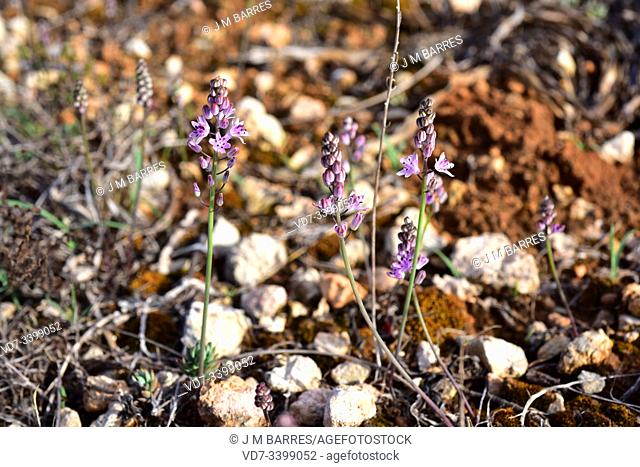 Prospero obtusifolium intermedium is a perennial herb endemic to western Mediterranean Basin. Is included in the Red List of threatened species
