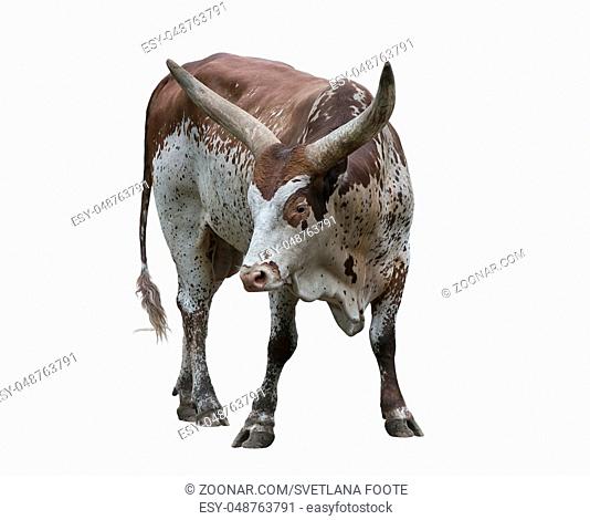 Brown and white longhorn steer portrait isolated on white background