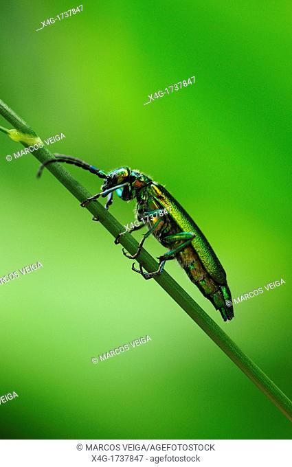 Spanish Fly or Blister Beetle Lytta vesicatoria