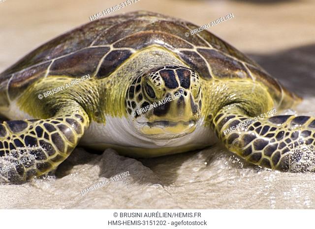 France, Guadeloupe, Grande-Terre, Le Gosier, release from a Green Turtle (Chelonia mydas) having been cared for at the Aquarium of Guadeloupe