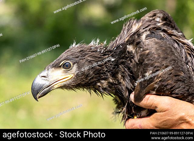 06 June 2021, Brandenburg, Dallgow-Döberitz: A portrait of a young eagle about six weeks old. Only a few white-tailed eagles still lived in Germany in the 1960s