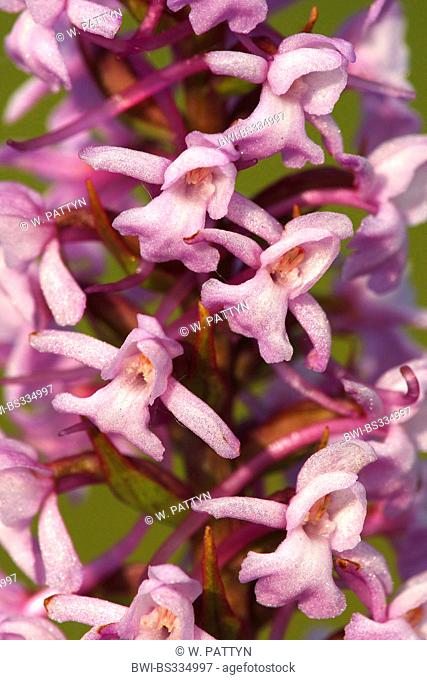fragrant orchid (Gymnadenia conopsea), flowers, Belgium