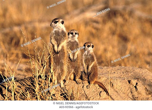 Meerkat (Suricata suricatta) family group. Kalahari-Gemsbok National Park, South Africa