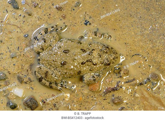 yellow-bellied toad, yellowbelly toad, variegated fire-toad (Bombina variegata), yellow-bellied toad sitting at the edge of a puddle, perfectly camouflaged