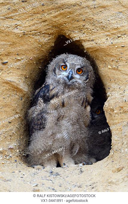 Eurasian Eagle Owl / Europaeischer Uhu ( Bubo bubo ), chick, standing in the entrance of its nest burrow, looks cute, wildlife, Europe