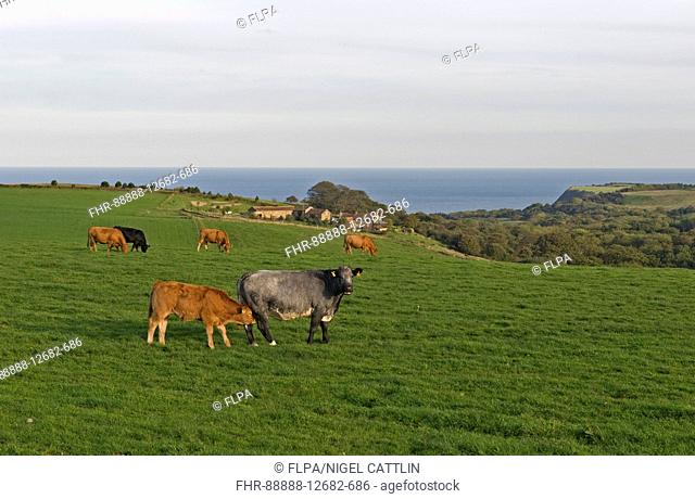 Domestic Cattle, suckler beef cows at grass in field on east coast on fine autumn day, near Scarborough, North Yorkshire, England, October