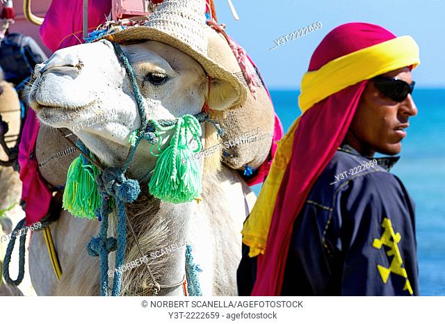Africa, North Africa, Maghreb, South Tunisia, Governorat of Medenine. Djerba island. Beach of Sidi Mehrez, camel and camel driver