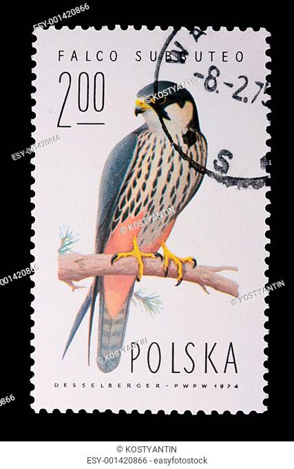 Poland - CIRCA 1974: A stamp - Falco Subbuteo