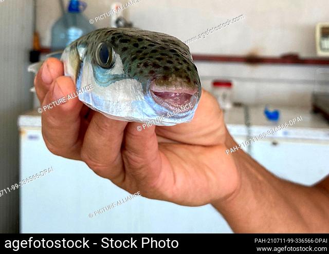 29 June 2021, Turkey, Antalya: The head of the fishing cooperative in Antalya, Cengiz Balta, holds a harehead puffer fish in his hand