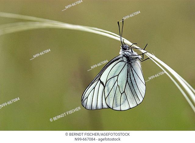 Black-veined white (Aporia crataegi), hanging on feather grass, dry meadow, National Park of Ecrins, French Alps, Haute Dauphiné, France