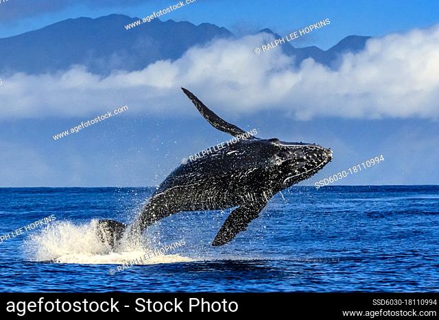 Breaching Humpback Whale (Megaptera novaeangliae), Maui, Hawaii