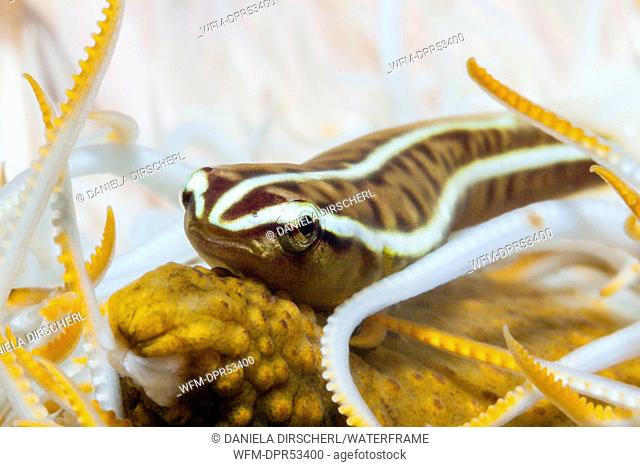 Clingfish inside Crinoid, Discotrema crinophila, Ambon, Moluccas, Indonesia