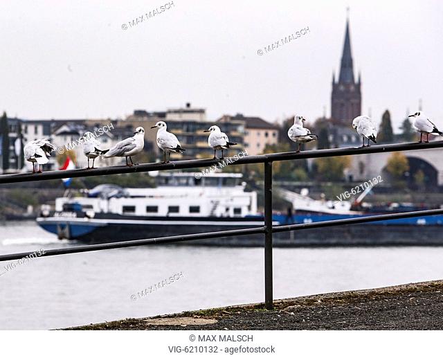 GERMANY, BONN, 11/04/2018, Low tide on the Rhine. Gulls sits on a railing. - BONN, NORTH RHINE-WESTPHALIA, Germany, 04/11/2018