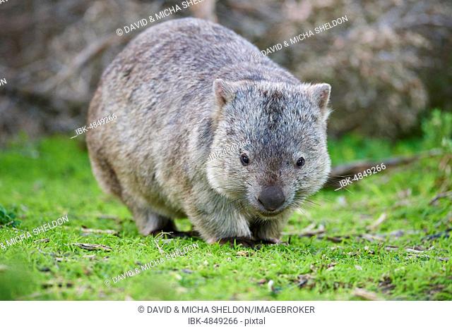 Common wombat (Vombatus ursinus), Wilsons Promontory National Park, Victoria, Australien