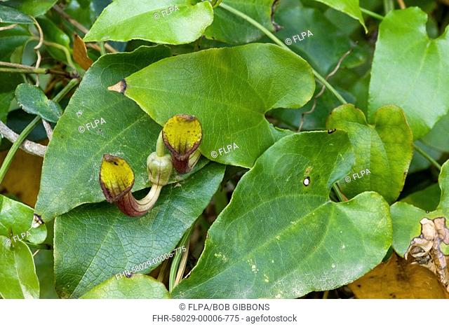 Evergreen Dutchman's Pipes Aristolochia sempervirens flowers and leaves, Mani Peninsula, Peloponnese, Greece