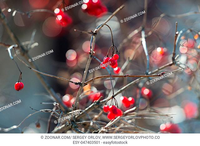Close view of the overriped last year?s red berries and fragile twigs of guelder rose (viburnum) in shallow depth of field