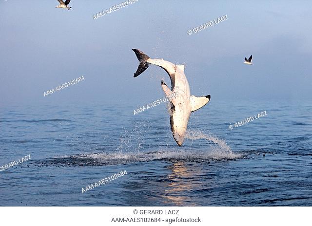 Great White Shark (Carcharodon Carcharias) Adult Breaching, False Bay In South Africa