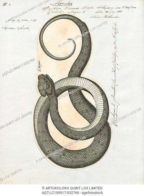 Coluber argus, Print, Morelia spilota, commonly referred to as the carpet python or diamond python, is a large snake of the family Pythonidae found in Australia