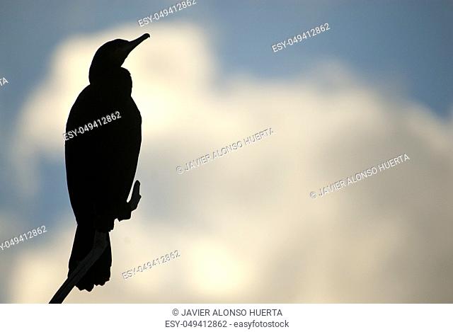 Great Cormorant - Phalacrocorax carbo on a branch against the light against the sunset sky, , bird
