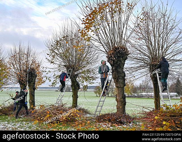 25 November 2023, Brandenburg, Petersdorf: Residents cut the branches off lime trees in the Oder-Spree district. At regular intervals