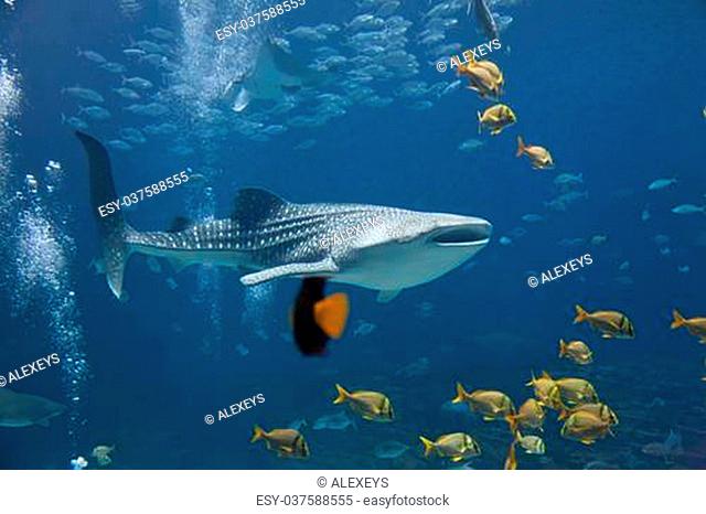 Underwater image of a whale shark and schools of fish