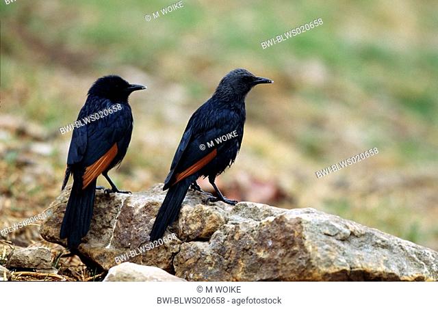 African red-winged starling Onychognathus morio, pair, South Africa, Giant`s Castle Game Reserve, Aug 04