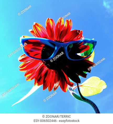 funny, red sunflower with sunglasses