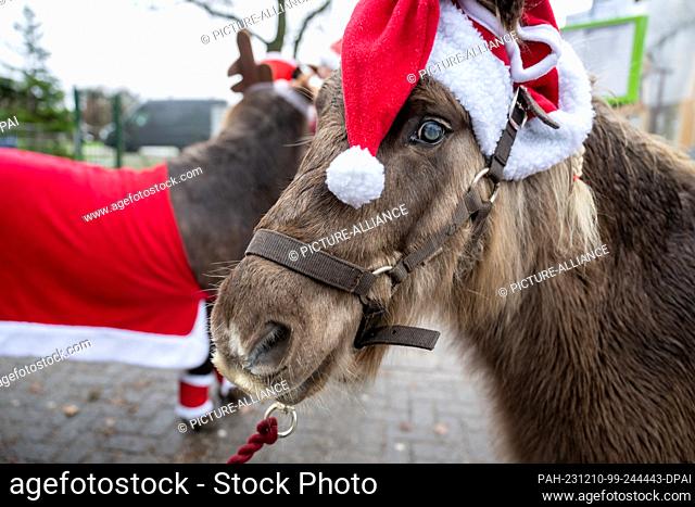 10 December 2023, Brandenburg, Michendorf: A pony with a Santa hat stands at the edge of the running route at the St. Nicholas Run