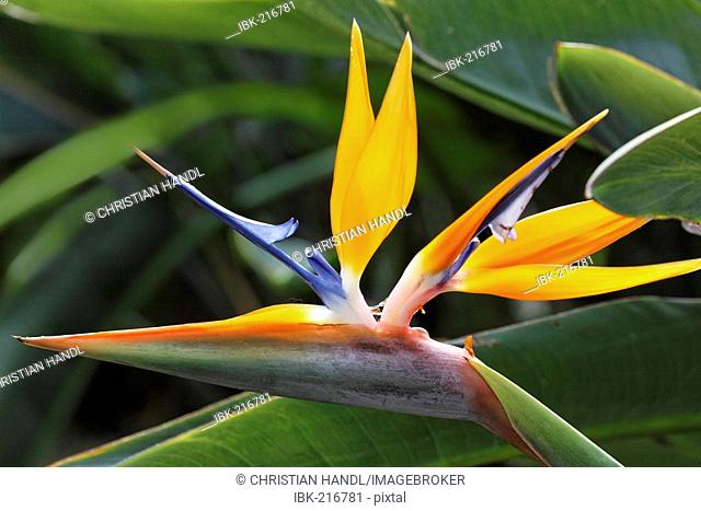 Bird of paradise or crane flower (Strelitzia reginae) botanical garden, Funchal, Madeira, Portugal