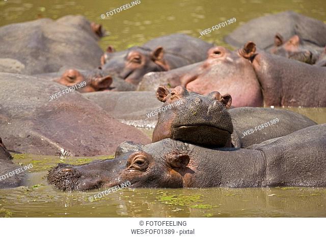 Africa, Sambia, Group of hippopotami Hippopotamus amphibius in waterhole