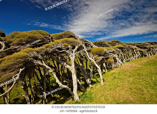 Wind shaped Kanuka (Kunzea ericoides), Puponga Farm Park track, coastal vegetation near Wharariki beach, Golden Bay, New Zealand