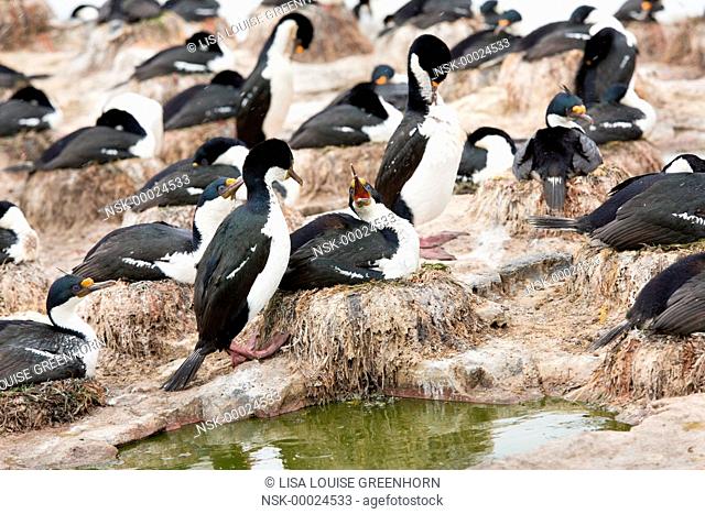 Group of King Cormorants (Phalacrocorax atriceps) at colony, Falkland Islands, Sea Lion Island