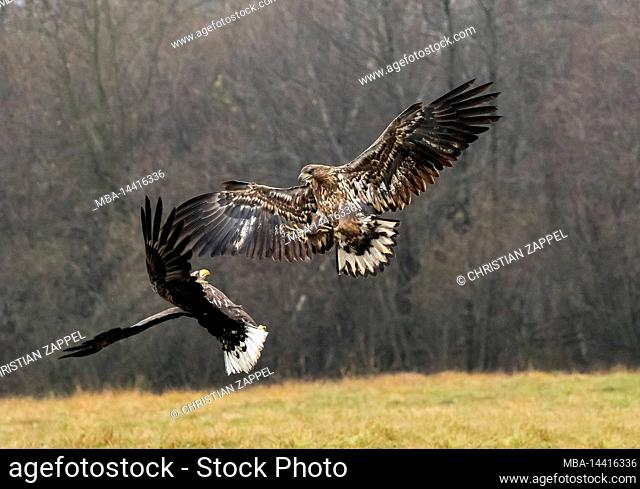 White-tailed eagle (Haliaeetus albicilla) in air fight, Poland
