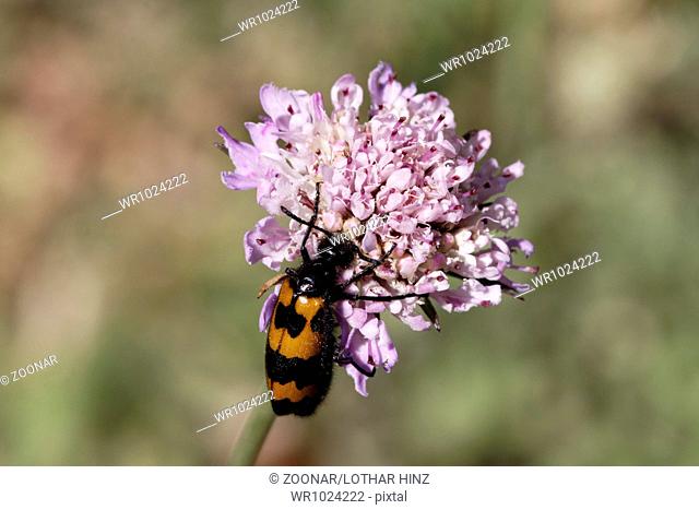 Mylabris polymorpha, Blister beetle, Oil beetle
