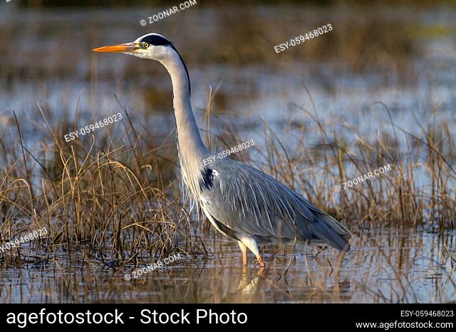 Grey heron, ardea cinerea, walking in a pond looking for food
