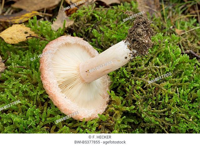 Woolly milkcap, Bearded milkcap (Lactarius torminosus), wrenched off fungus in moss, Germany