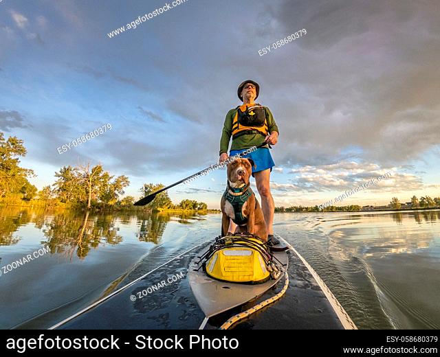 senior male paddling stand up paddleboard with his pitbull dog on lake in Colorado, summer scenery