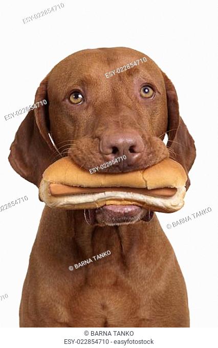 hot dog in mouth of dog